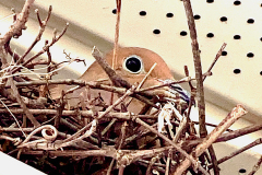 Mama Dove