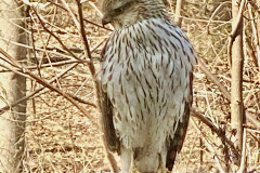 Immature Cooper's Hawk