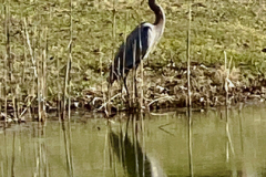 Resident Great Blue Heron
