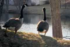Birkdale goose couple