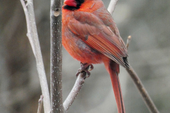 Male Cardinal