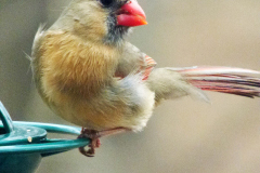 Female Cardinal