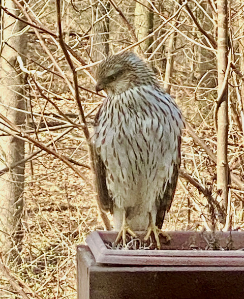 Immature Cooper's Hawk