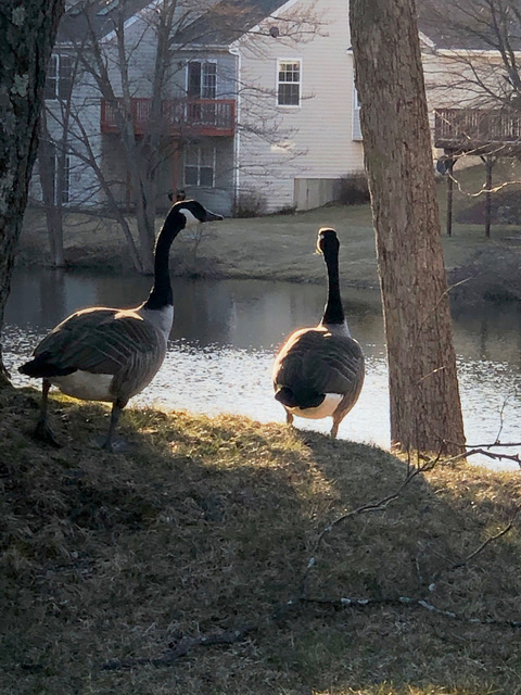 Birkdale Goose Couple