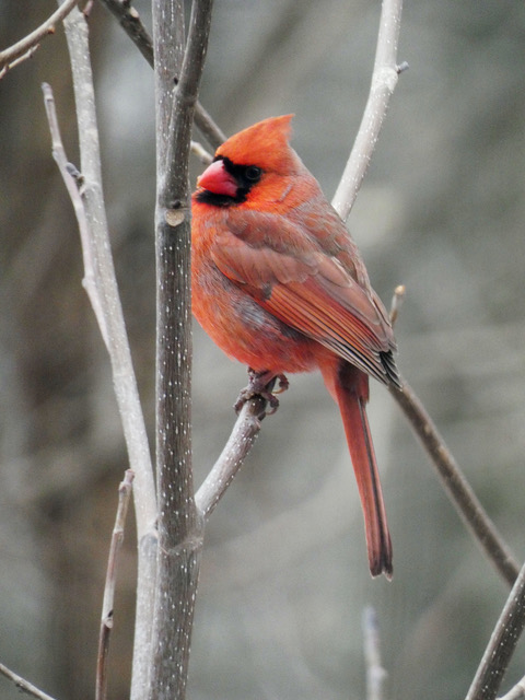 Male Cardinal