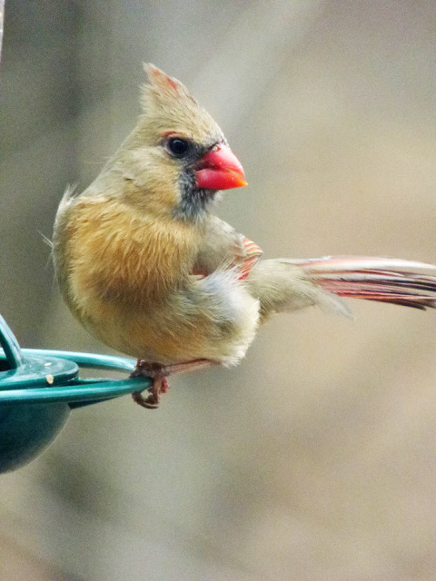 Female Cardinal
